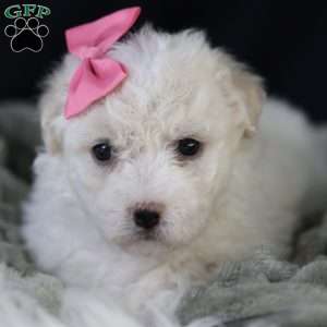 Brianna, Bichon Frise Puppy